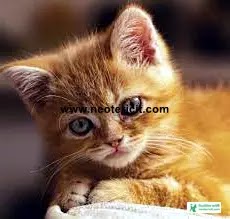 Beautiful cute cat pictures - cat pictures download 2023 - biraler pic - NeotericIT.com Image no 3