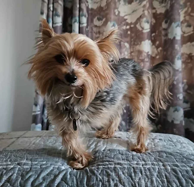 3 legged Teacup Yorkshire Terrier male