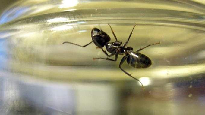 Hukum meminum air yang mengandungi bangkai semut