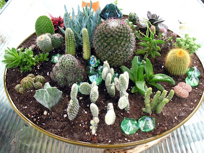 Indoor Garden Photos on Indoor Cactus Garden   Group Picture  Image By Tag   Keywordpictures