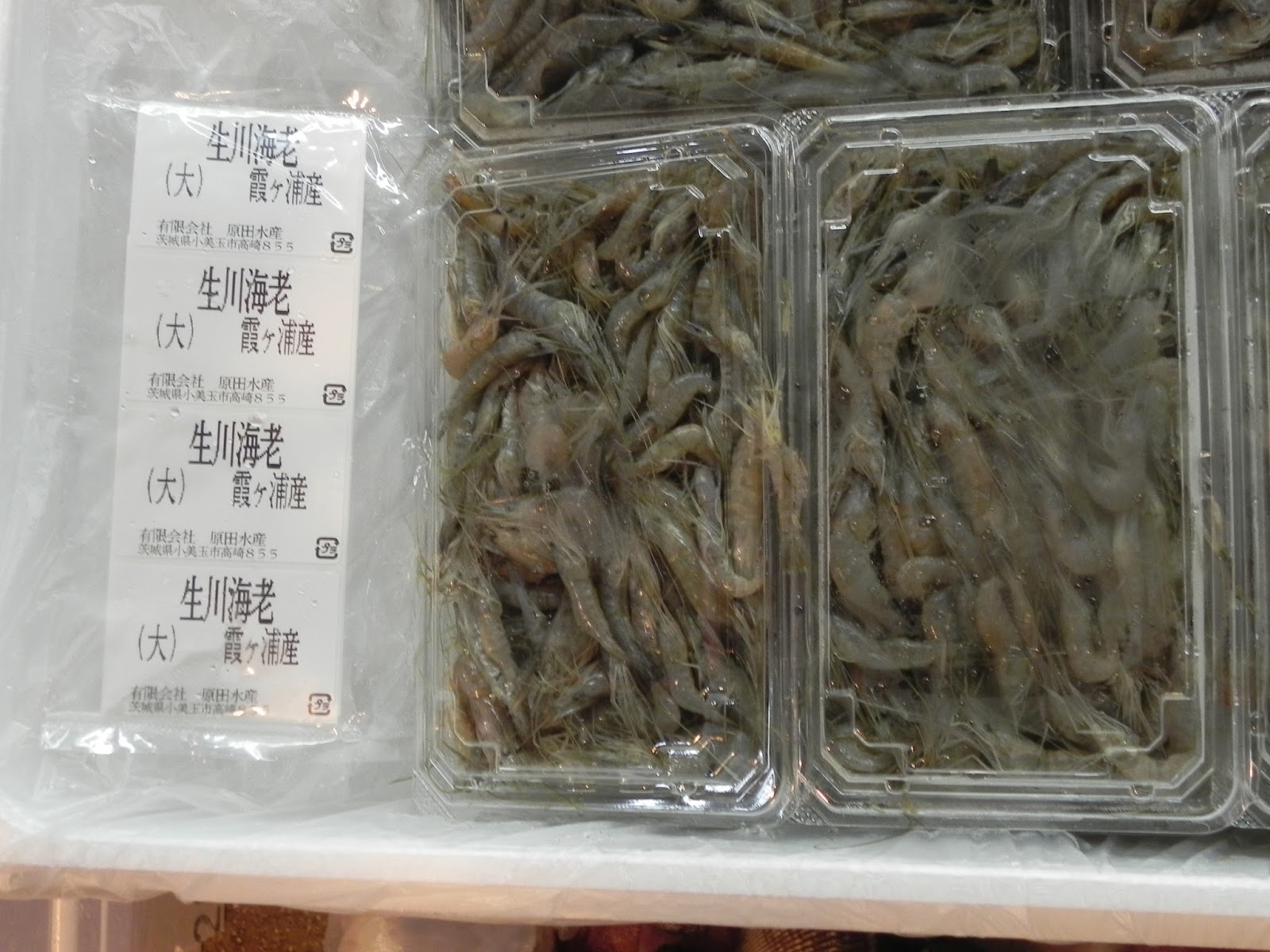 クマノミ 店主のブログ 本日の逸品 川エビ スジエビ