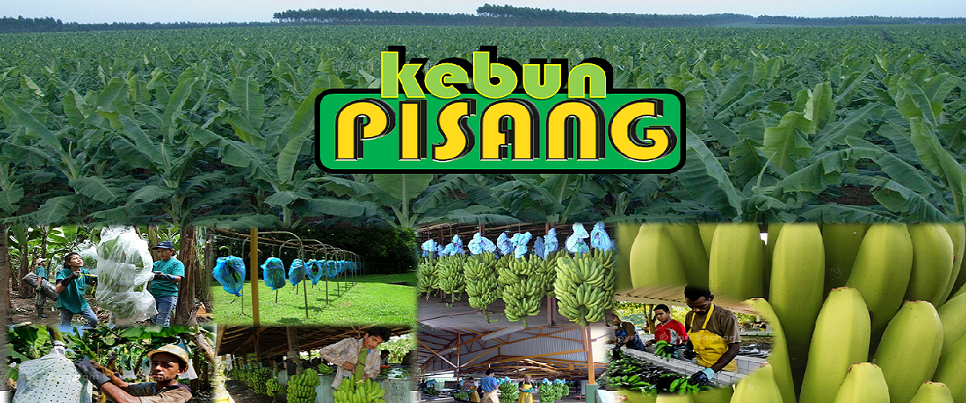 Kebun Pisang: BUDIDAYA PISANG INTENSIF