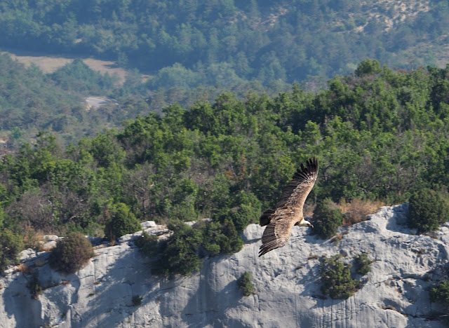 Verdon, gorges du verdon, annot, castellane, durance, mercantour parc national, les grès d’annot, la palud sur verdon, gieren, lammergieren, monniksgieren, alpenmarmot, gems, wolf, wolven, colmars les alpes, Col d'Allos,  Barcelonette, Pic des Trois Évêchés, Tête de la Sestrière, Mont Pelat,  alpensneeuwhoenen, Lac d'Allos, Cascade de la Lance, Route des Crêtes du Verdon, Samson passage, de Styx,