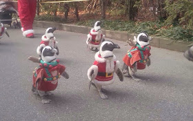 Funny animals of the week - 13 December 2013 (40 pics), penguin in santa costume parade