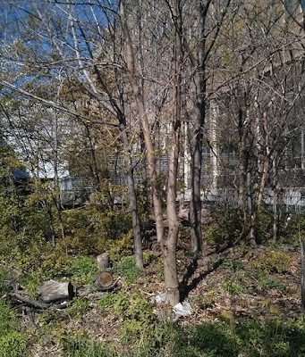 A small area of wild forest on the U of T Campus - trees in spring before too many leaves, and ground cover