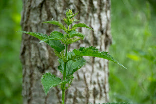 nagy csalán (Urtica dioica)