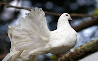 Love Dove Birds