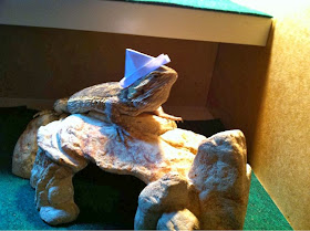 Funny animals of the week - 22 November 2013 (35 pics), lizard wears tiny paper hat