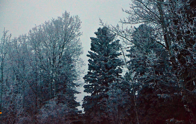 frost, trees, boreal forest, animism, cohanmagazine.blogspot.com