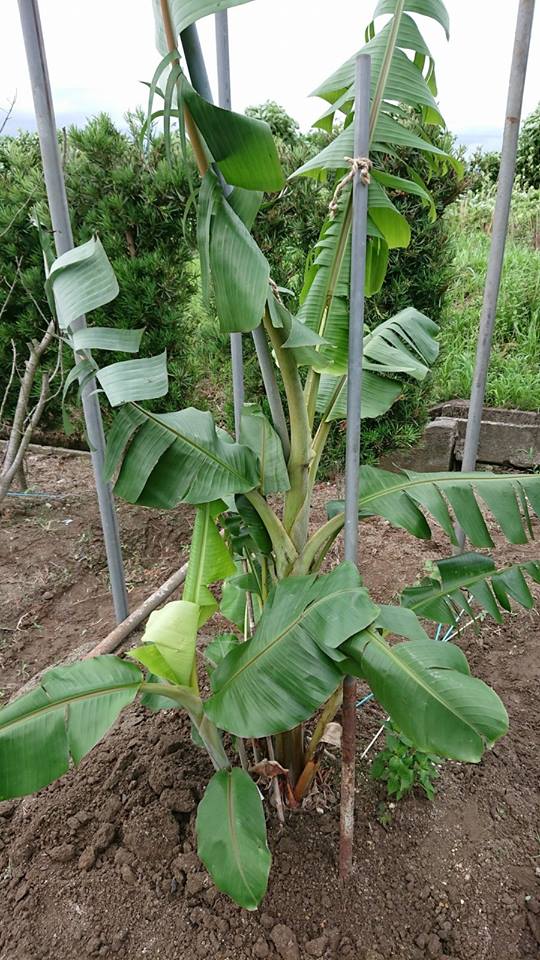 園芸知恵袋 バナナ 耐寒性アイスクリームバナナ の成長記録