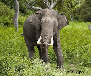 Gajah India