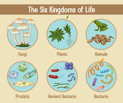 Unraveling the Mysteries of Zoonoses A Journey Through the Animal-Human Disease Interface