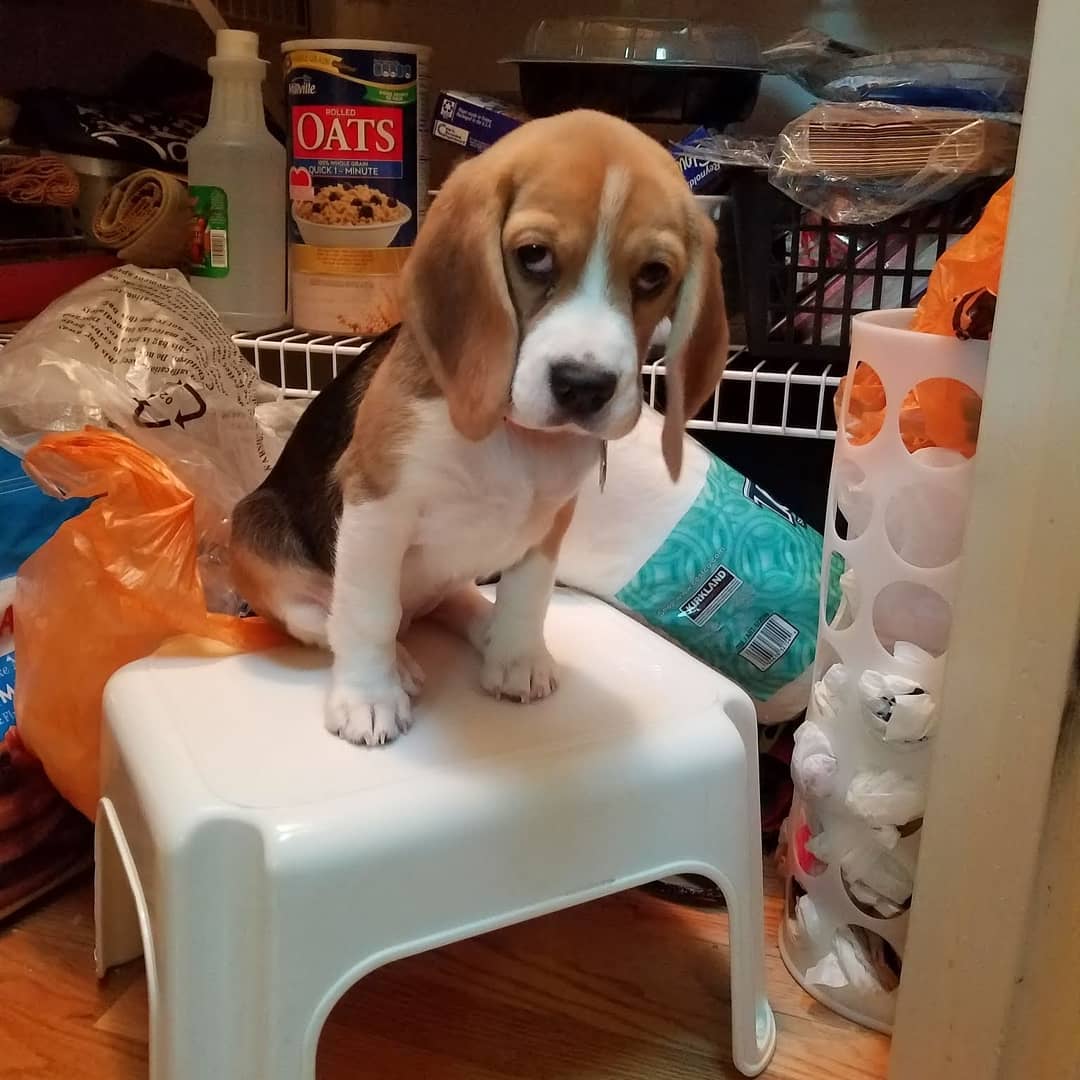 Sunny the beagle