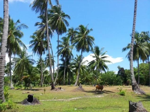 Pulau Karas