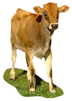 imagen de foto de  vaca png