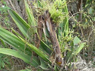 Choca vert - Aloès vert - Chanvre de Maurice - Furcraea foetida