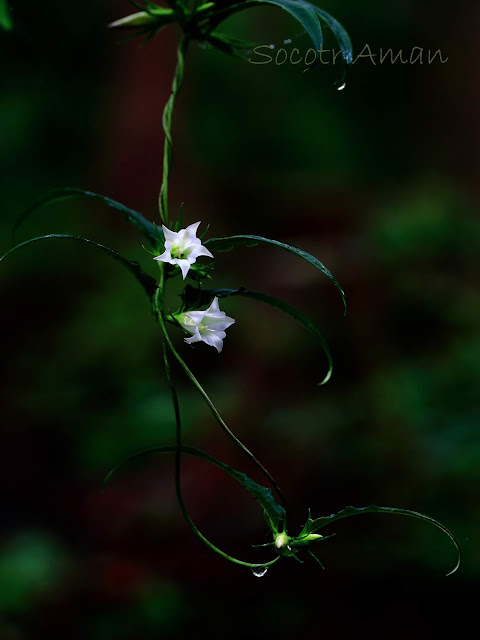 Tripterospermum japonicum