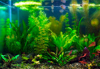 Aquatic Plant