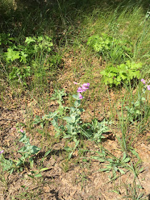 large beardtongue, late May 2016