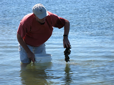 The D.A. bringing up a large cluster of mussels