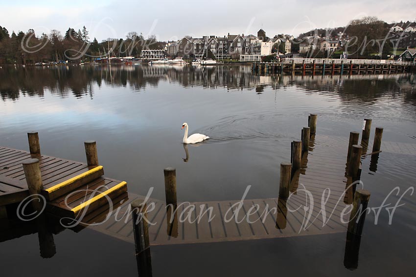 A SWAN MAKES THE SCENE OUTSIDE THE OLD ENGLAND HOTEL IN BOWNESS ON 