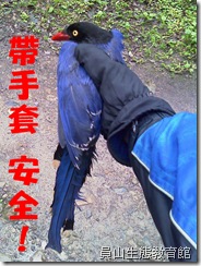 帶手套避免被野鳥啄傷