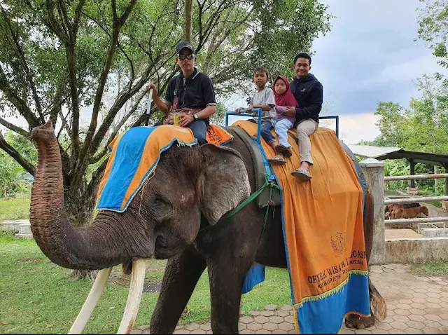 gajah di wisata linggoasri pekalongan