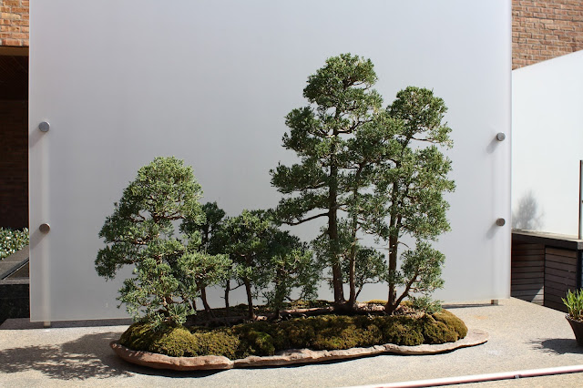 Impressive mini forest bonsai tree at Chicago Botanic Garden