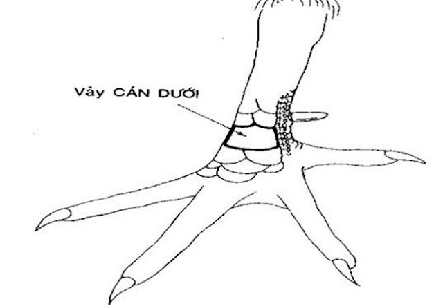 VẢY GÀ CHỌI XẤU : VẢY CÁN DƯỚI