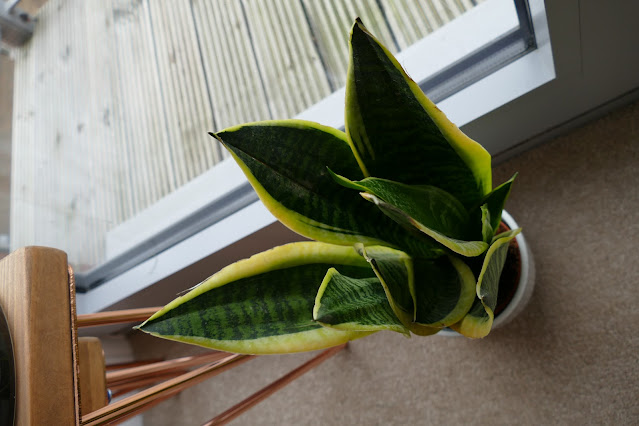 Plants by Post Review , Plants by Post etsy, Best Plant For Studio Homes, best plants for apartments, best plants for home, snake plant uk review