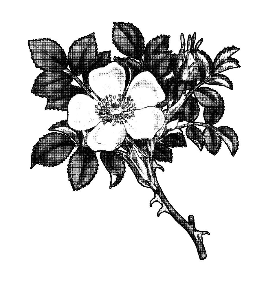 rose 3