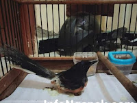 Cara mengobati burung murai lumpuh manjur