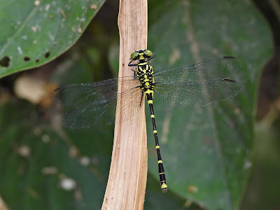 Burmagomphus sowerbyi by the Xiang River