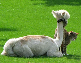 foto persahabatan seekor alpaca dan sepasang kucing 05