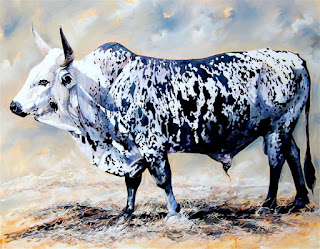 Nguni Cattle