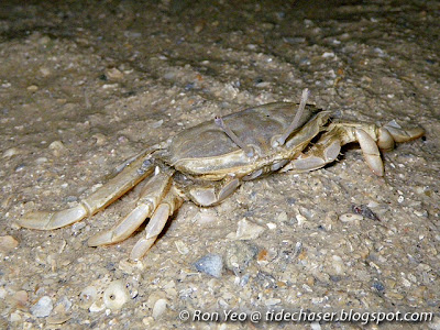 Sentinel Crab (Macrophthalmus sp.)