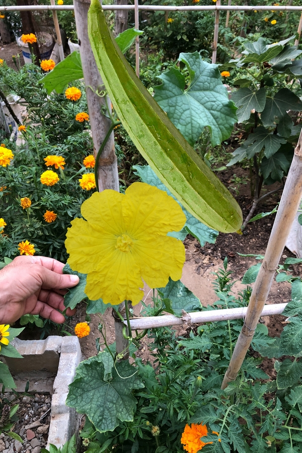 Vertical luffa gardening is a fantastic way to maximize garden space, enhance plant health, and create a truly stunning garden feature. If you’re inspired to try it yourself, you’ll find that growing luffa vertically is a fun, rewarding, and highly practical approach.
