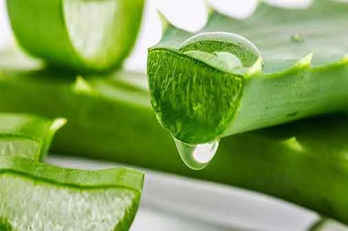Aloe Vera-How To Lighten Private Parts Home Remedies