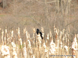 Red-winged Blackbird