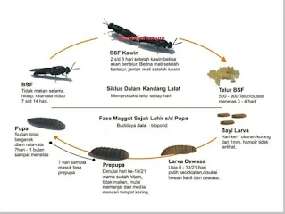 Lama waktu yang diperlukan larva maggot bsf untuk menjadi lalat
