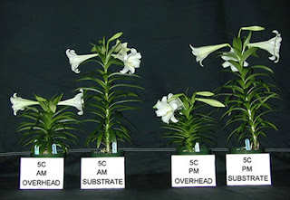 Some Effects Of Plant Growth Regulators