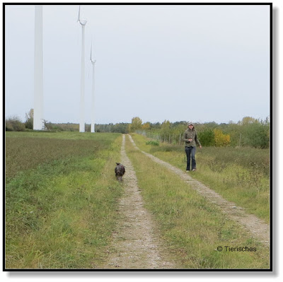 interessante Gassirunden für den Hund