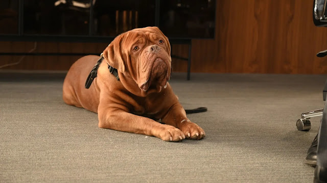 Dogue de Bordeaux