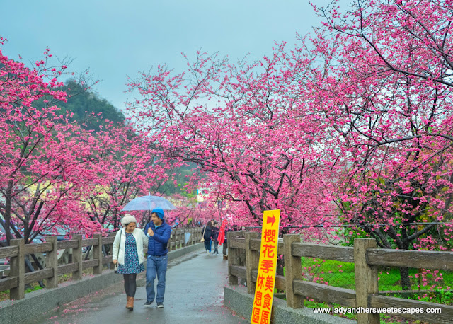 lane of cherry blossoms in Tai'an Police Station