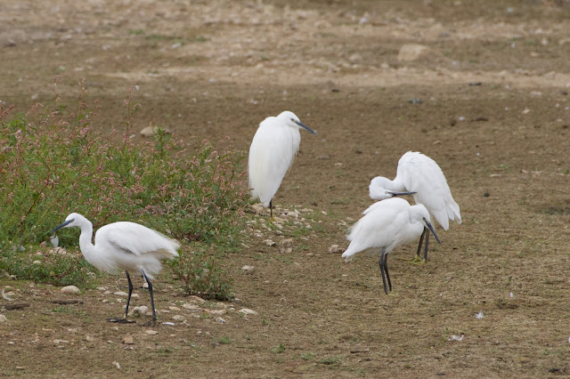 Little Egret करछिया बगुला (Egretta garzetta) RSPB Rye Meads, U.K.
