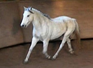 CRACOTTE