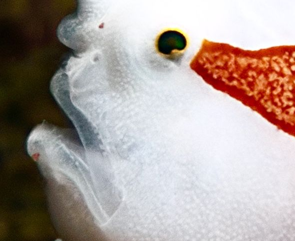 Warty Frogfish Facts, Size, Habitat, Tank Size, Tank Mates