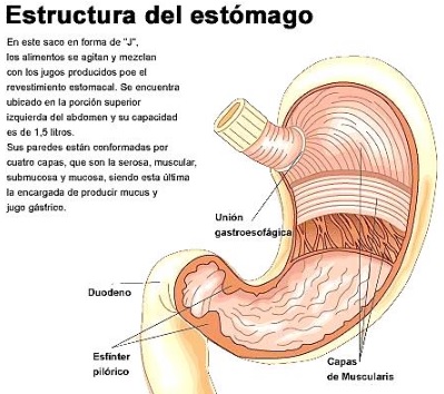 Dibujo del estómago indicando su estructura para niños