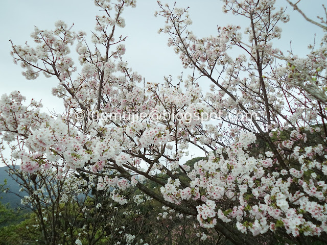 Yangmingshan cherry blossom