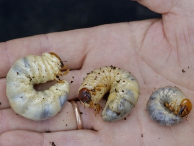 Larvae In House. parts and beetle larvae.